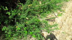 Ulex