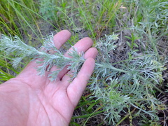 Artemisia sericea