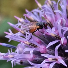 Thricops semicinereus