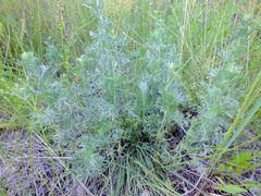 Artemisia sericea