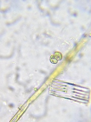 Cosmarium