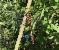 Cordulia aenea aenea