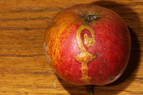 European apple sawfly