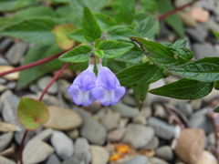 Scutellaria galericulata