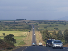 Vachellia abyssinica