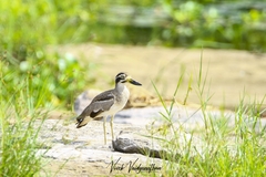 Esacus recurvirostris