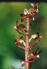 Neottia cordata