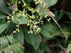Hedyotis
