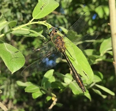 Cordulia aenea aenea