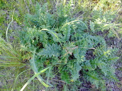 Carduus crispus