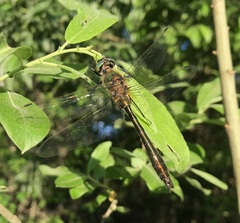 Cordulia aenea aenea