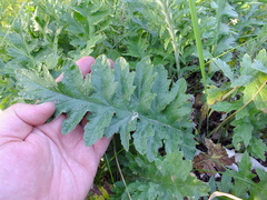 Carduus crispus