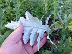 Carduus crispus