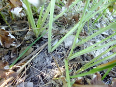 Carduus crispus