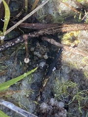 Gelastocoris oculatus