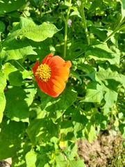 Tithonia rotundifolia