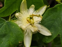 Passiflora subpeltata