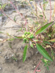 Euphorbia