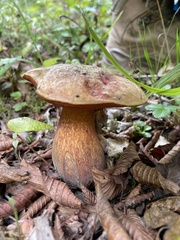 Suillellus luridus