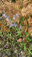 Symphyotrichum ciliolatum