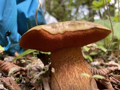 Suillellus luridus