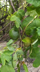Passiflora subpeltata