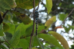 Anax immaculifrons