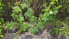 Passiflora subpeltata