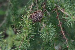 Larix