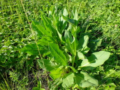 Senecio doria