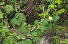 Passiflora subpeltata