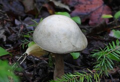 Leccinum holopus