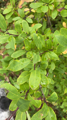 Ilex mucronata