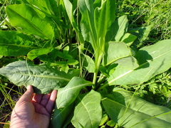 Senecio doria