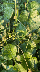 Cyperus brevifolius