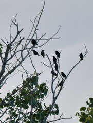 Sturnus unicolor