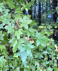 Liquidambar styraciflua
