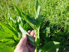 Senecio doria