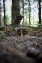 Mycena rosea