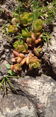 Portulacaceae