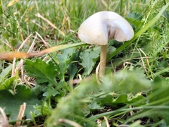 Conocybe apala
