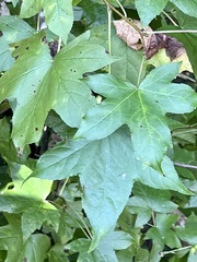Liquidambar styraciflua