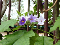 Solanum wrightii