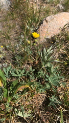 Potentilla gracilis
