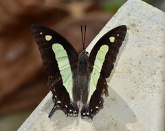 Polyura bharata