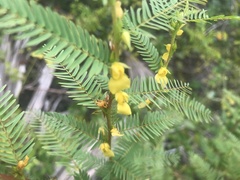 Chamaecrista nictitans aspera