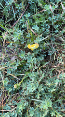 Lotus corniculatus