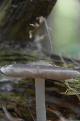 Mycena rosea