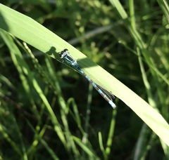 Coenagrion hastulatum