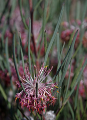 Isopogon divergens